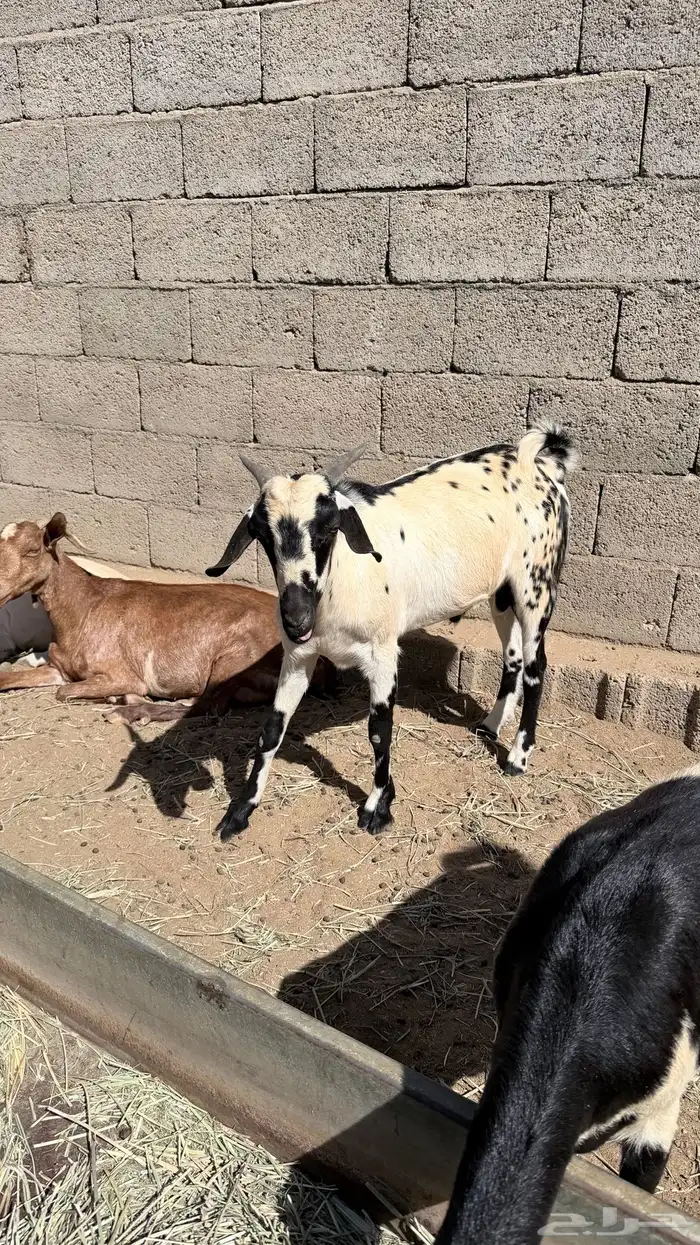 تيس فحل بيشي 4