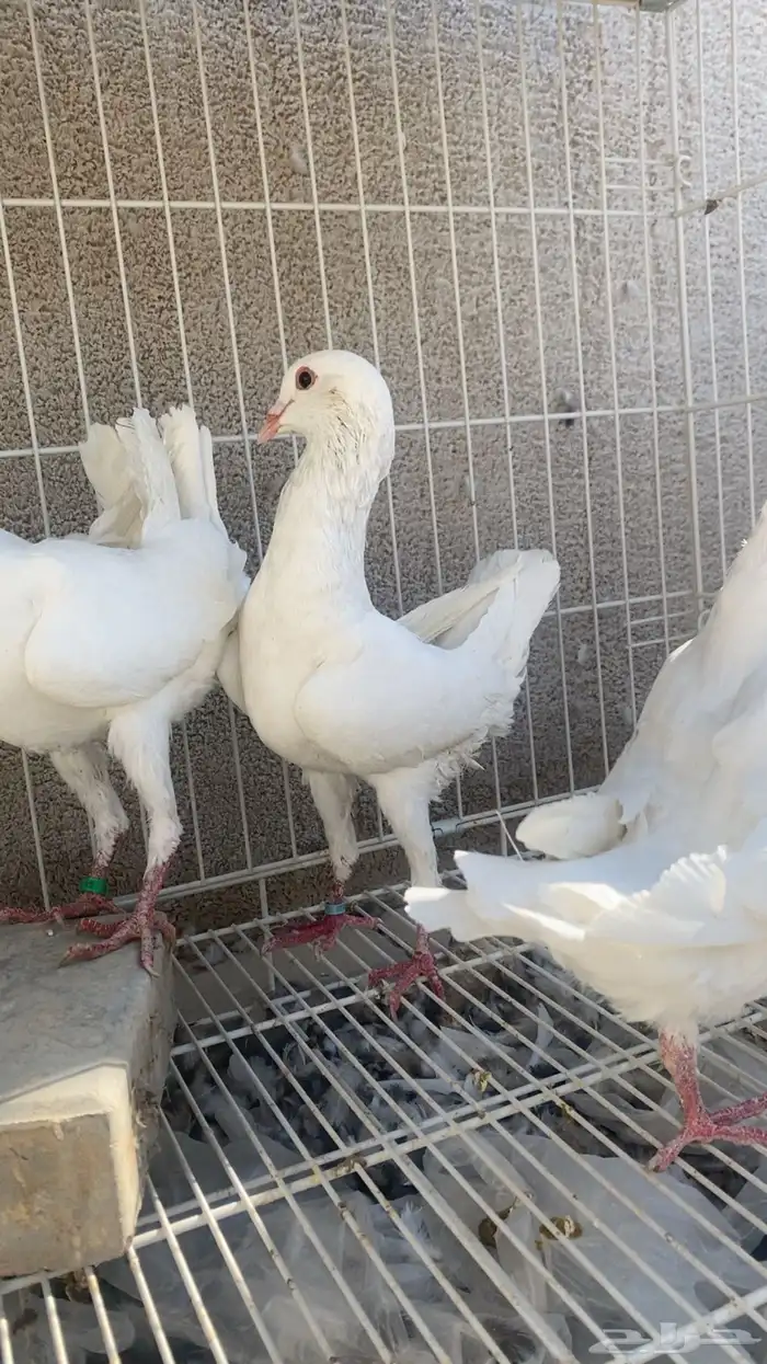 مالتيز جوز بفرخه 4