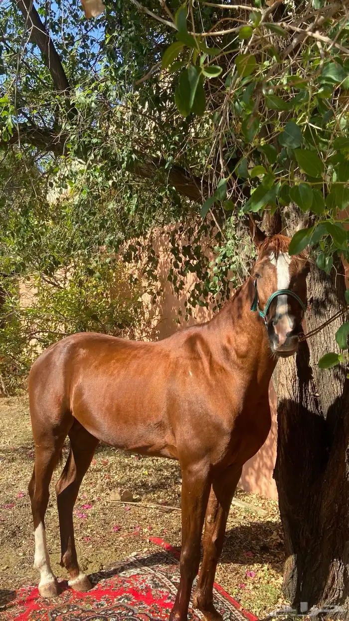 حصان شعبي كفوو 0