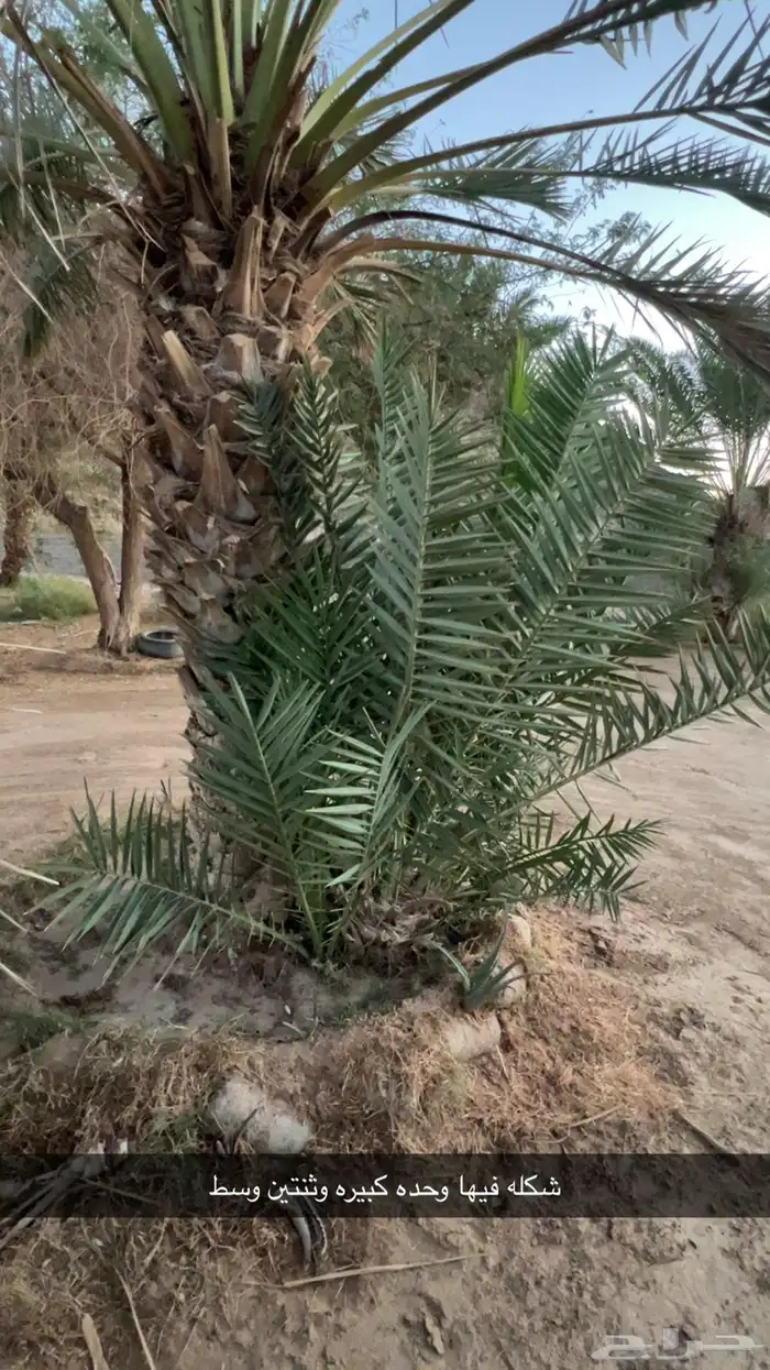 جثايث للبيع مقفزي وشكل وبديره وحمراء عميق وحمراء حصان وخلعه 5