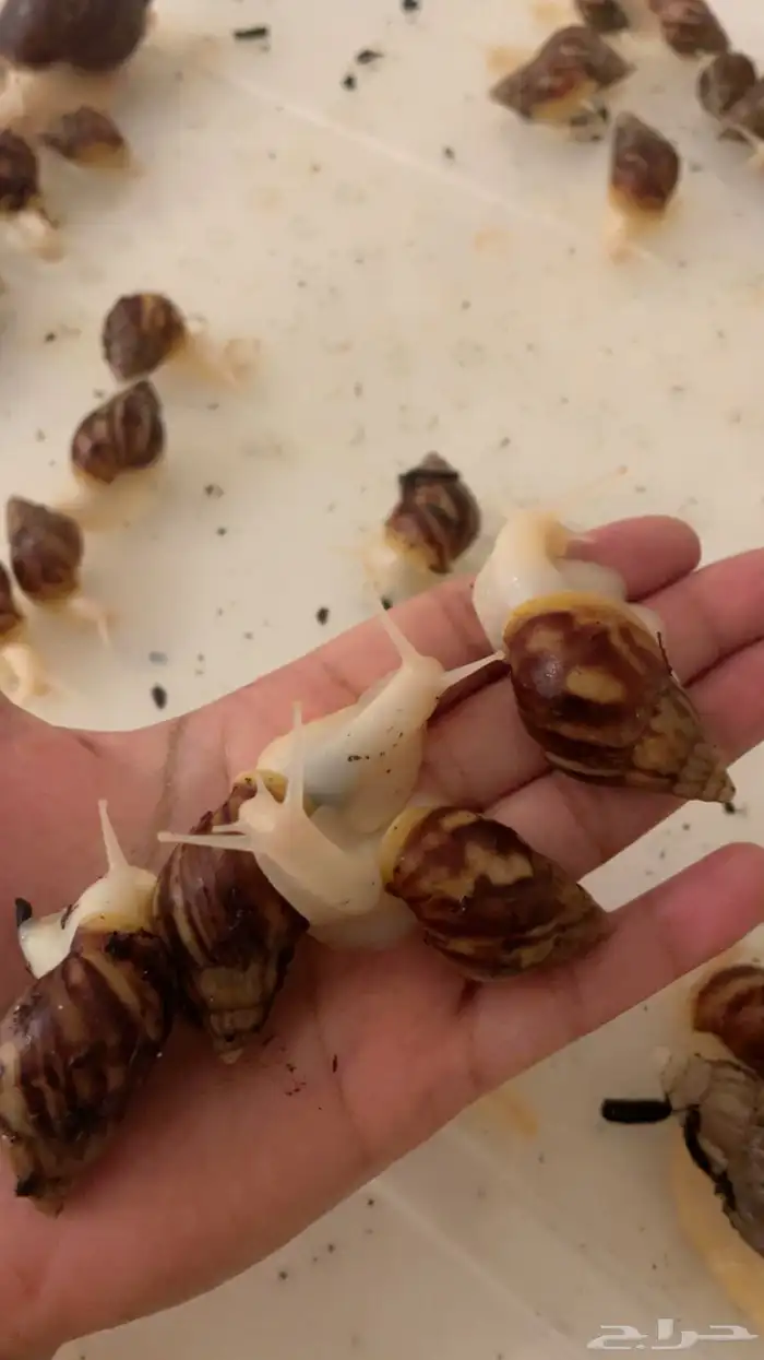 عرض لأول مره 4 و 4 مجانا 1