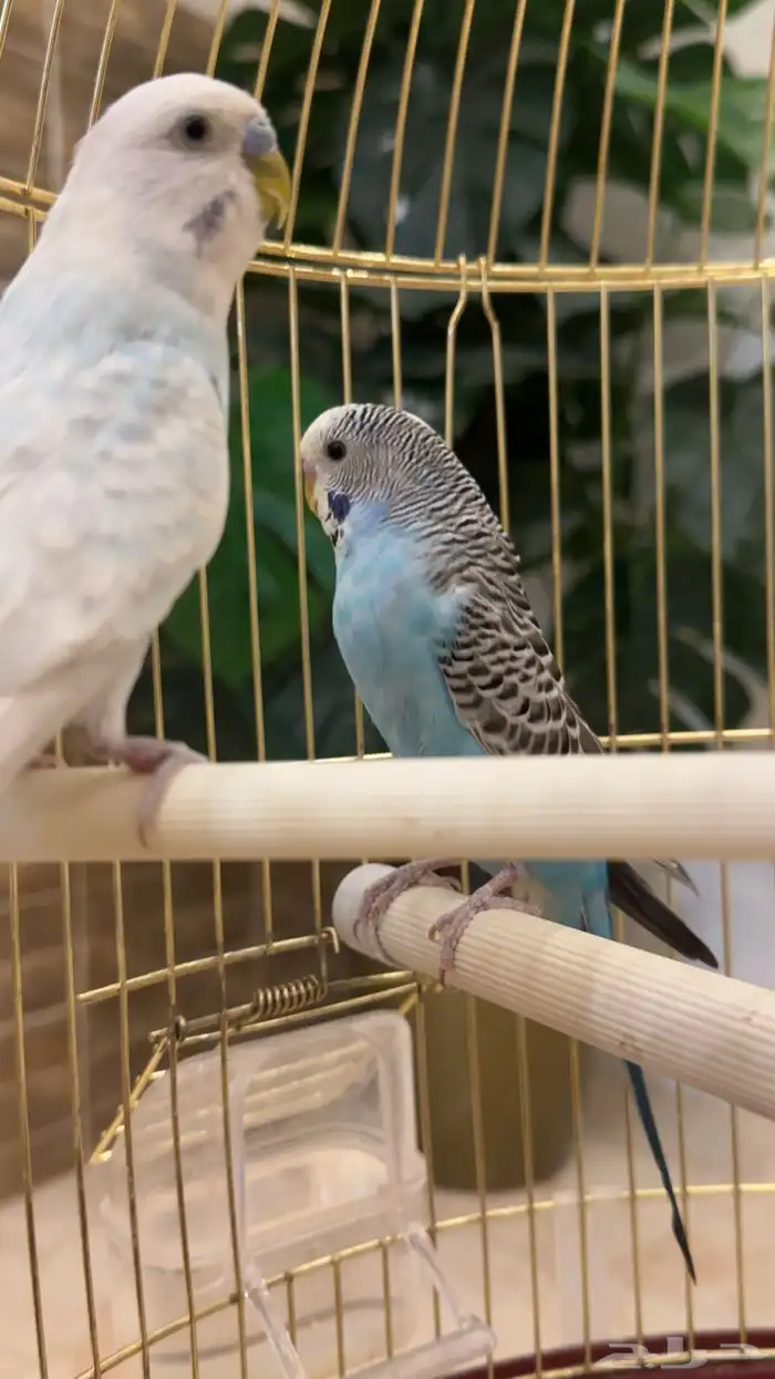 طيور حب زوج 0