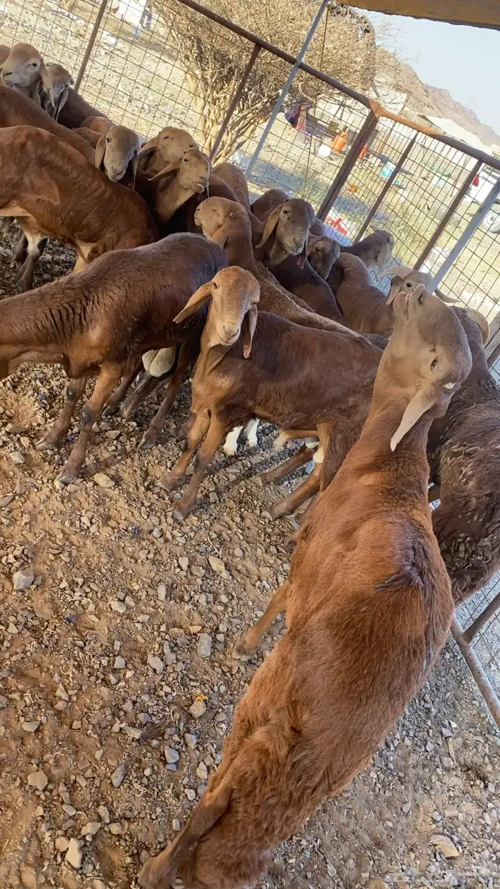 سواكن حمري تربية 0