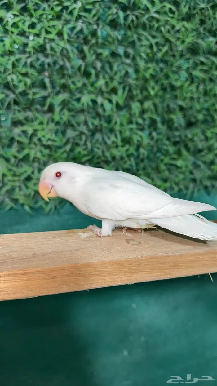 روز البينو اليف وهدد . تم البيع 2