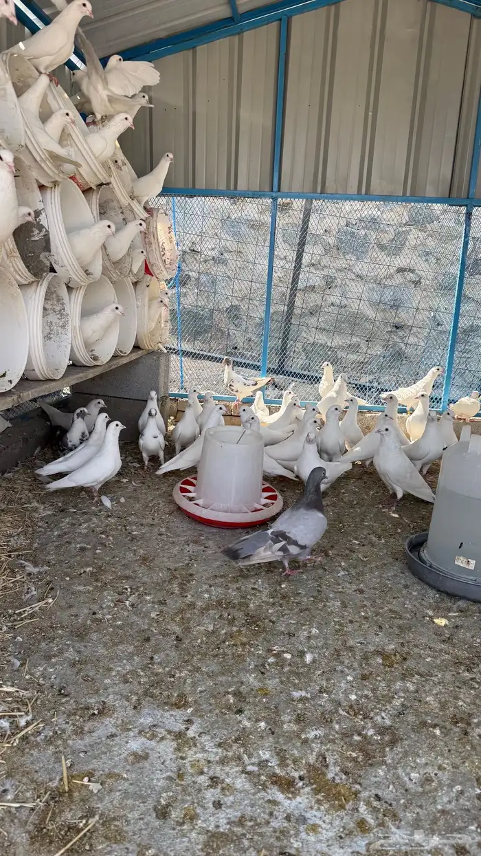 حمام فرنسي فاخررر ومنتج 0