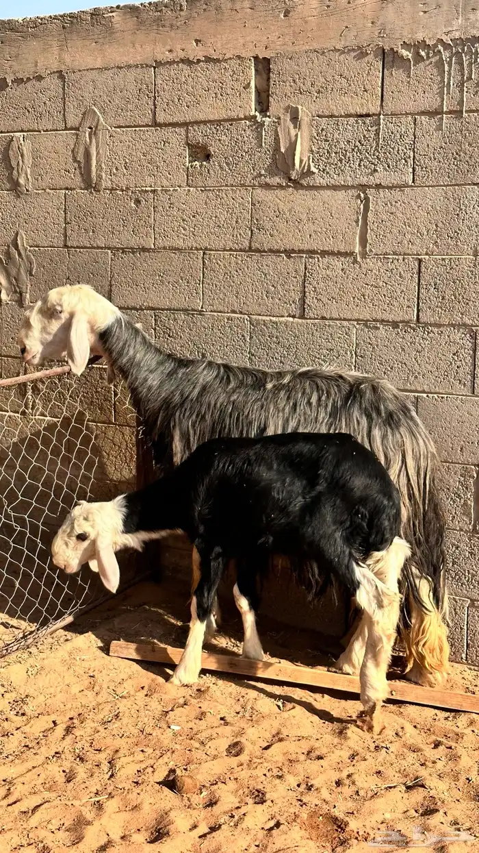 نجدية صنف والد (( تم البيييع)) 3