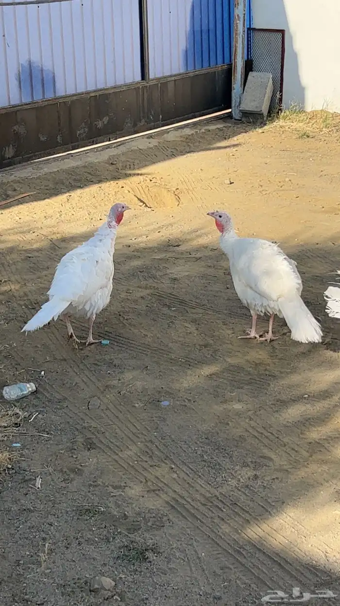 خميس مشيط طريق الملك عبدالله 1