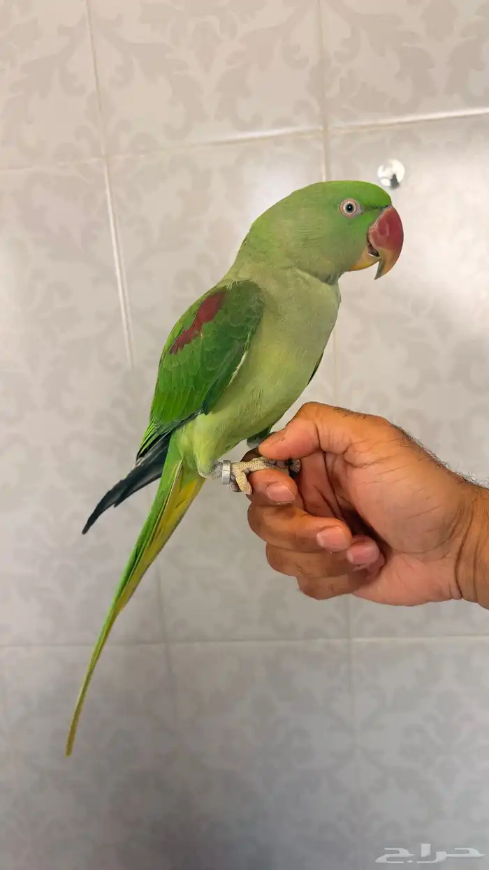 للبيع طائر ببغاء دره نيبالي حجم جامبو 3