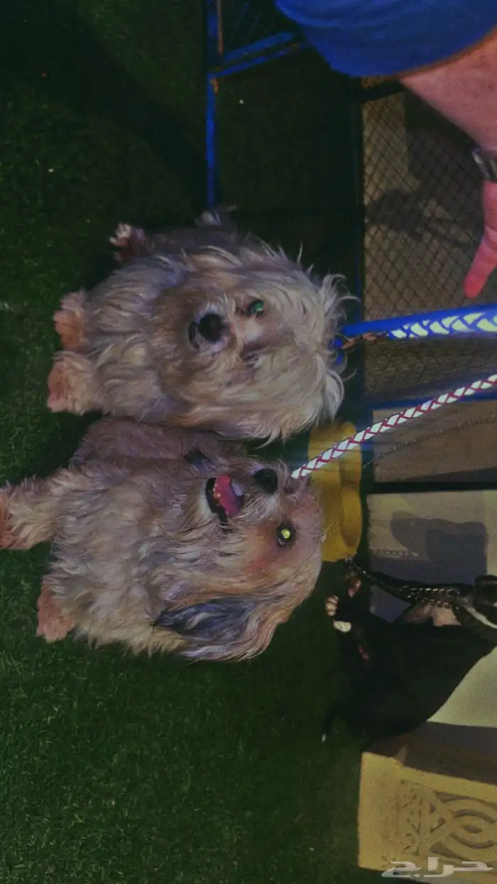 كلبين مالتيز بكج أنثى وذكر 0