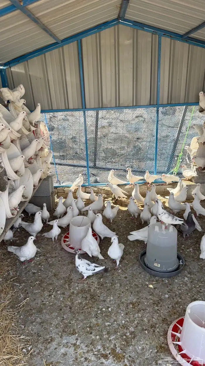 حمام فرنسي فاخررر ومنتج 2