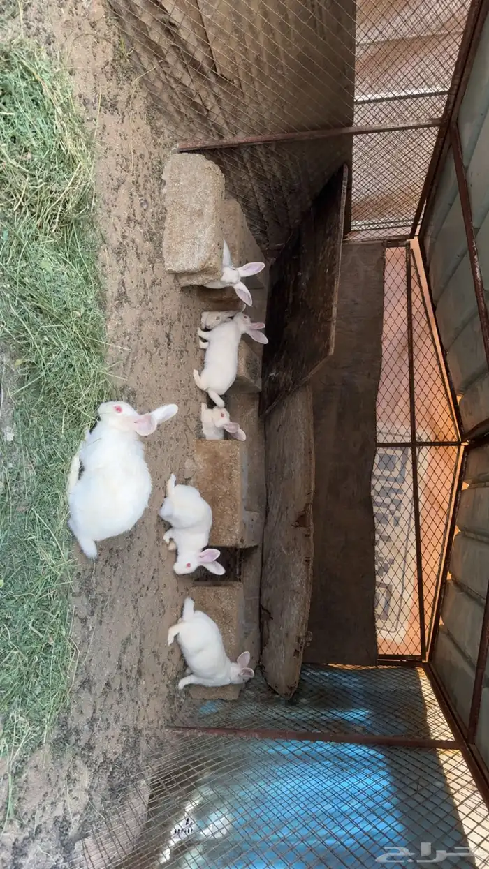 ارانب فرنسيه 0