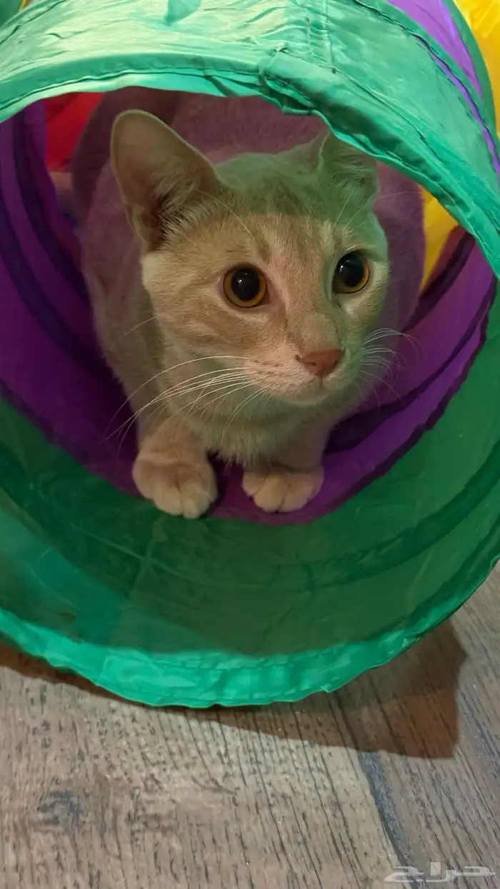 قط معقم للتبني 0