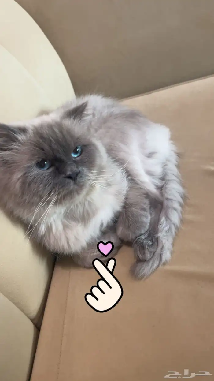 قط للتبني جميل وذكي ويحب اللعب بس فيه فطريات وانا مسافره 1