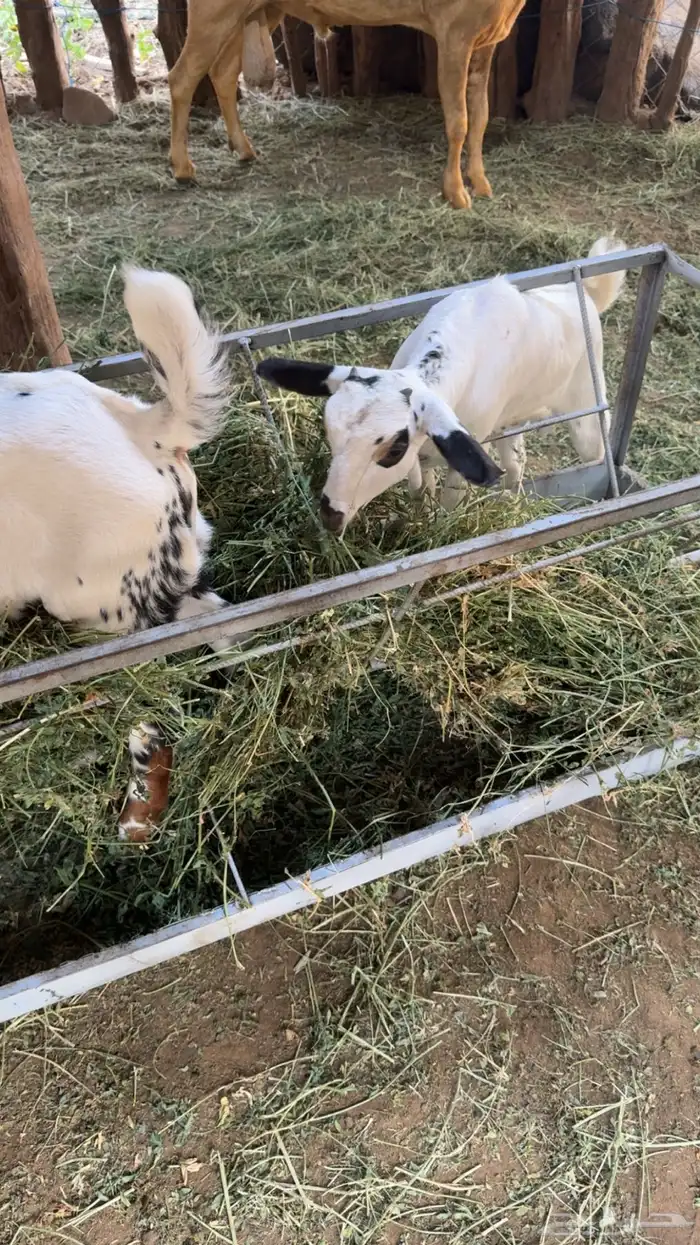 2 تيوس بيشيات 4