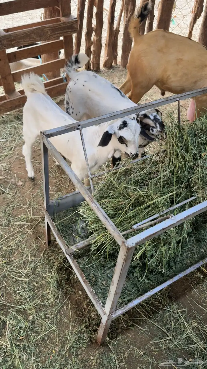 2 تيوس بيشيات 7