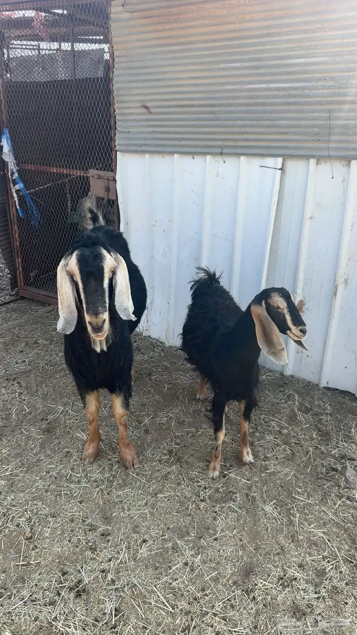 تيس حوا فحل مشروط وعناق حلال قطعه وحده 0