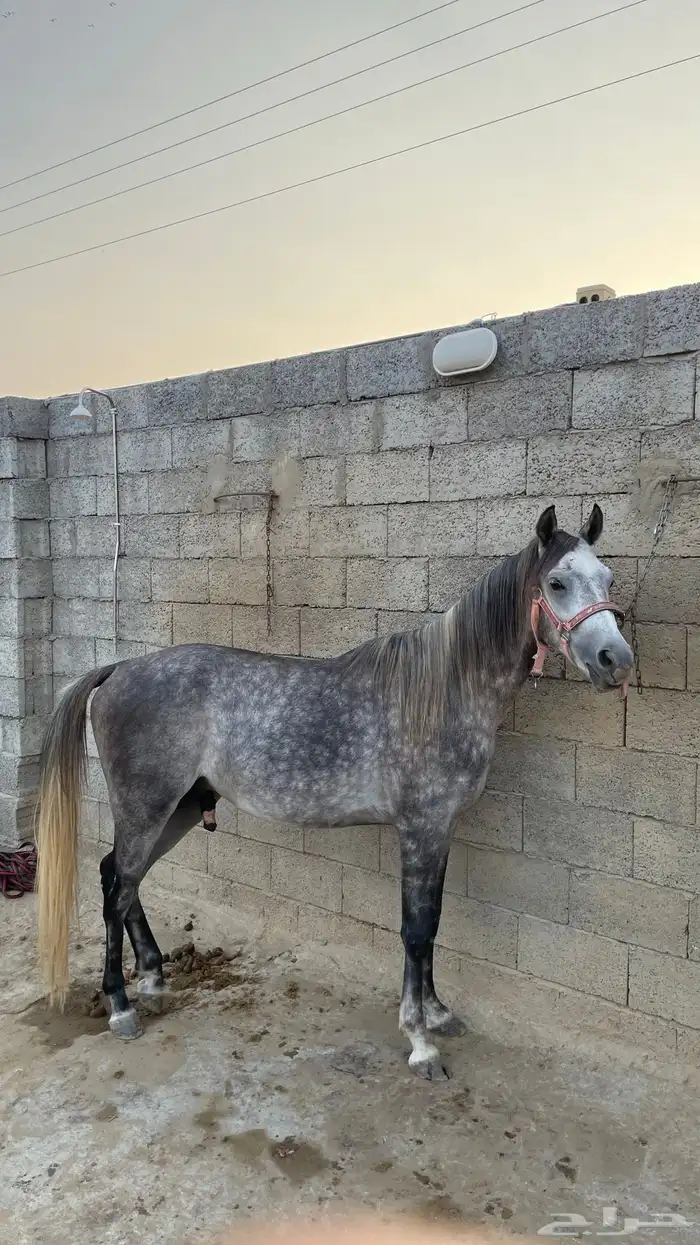 للبيع فحل عربي أصيل   نجم 9