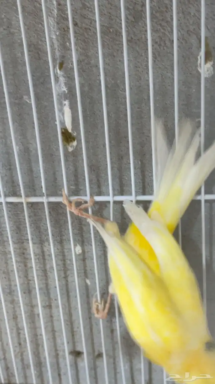 كناري تغريد 3