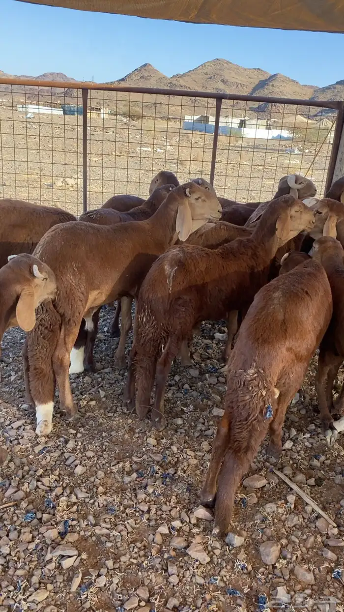 سواكن حمري تربية 4