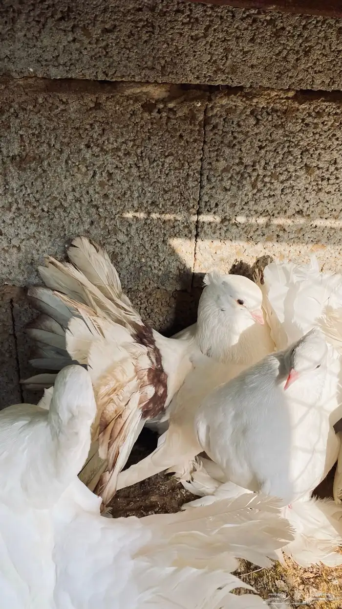 حمام رقاصي 1