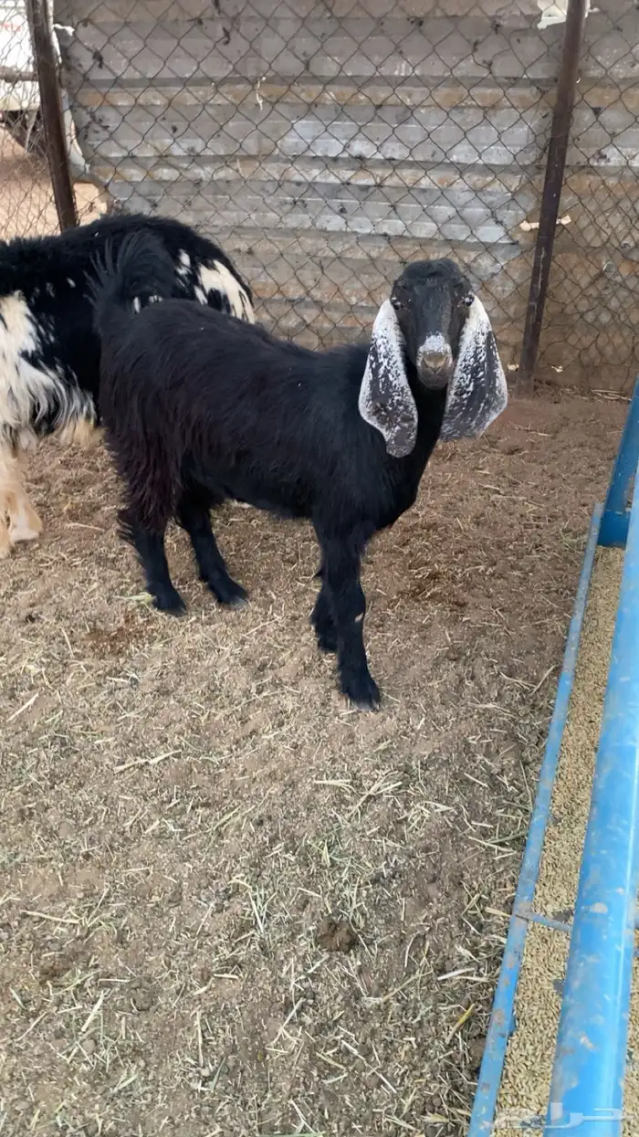 جفرة طيبة للبيع 0