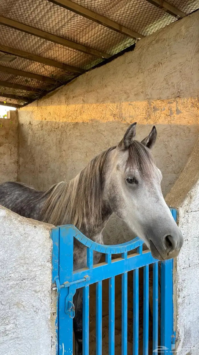 للبيع فحل عربي أصيل   نجم 1