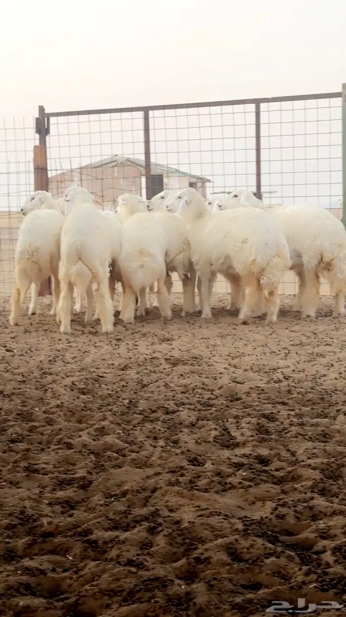 رخال حريه صنف فرش فحل - العرض الاول 3