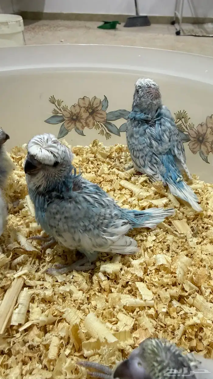 5 فروخ بادجي هوقو وسبلت هوقو جاهزين للغر والتربيه 2