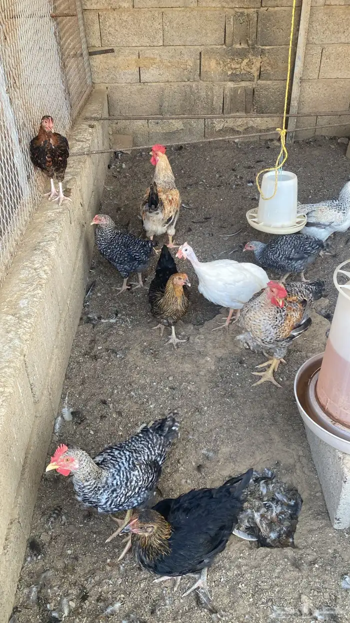 دجاج تركي للبيع 34