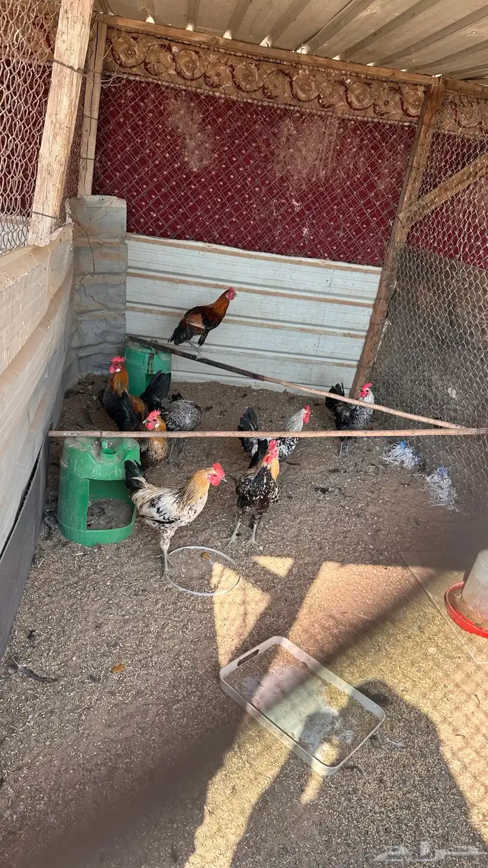 ديوك للبيع 5