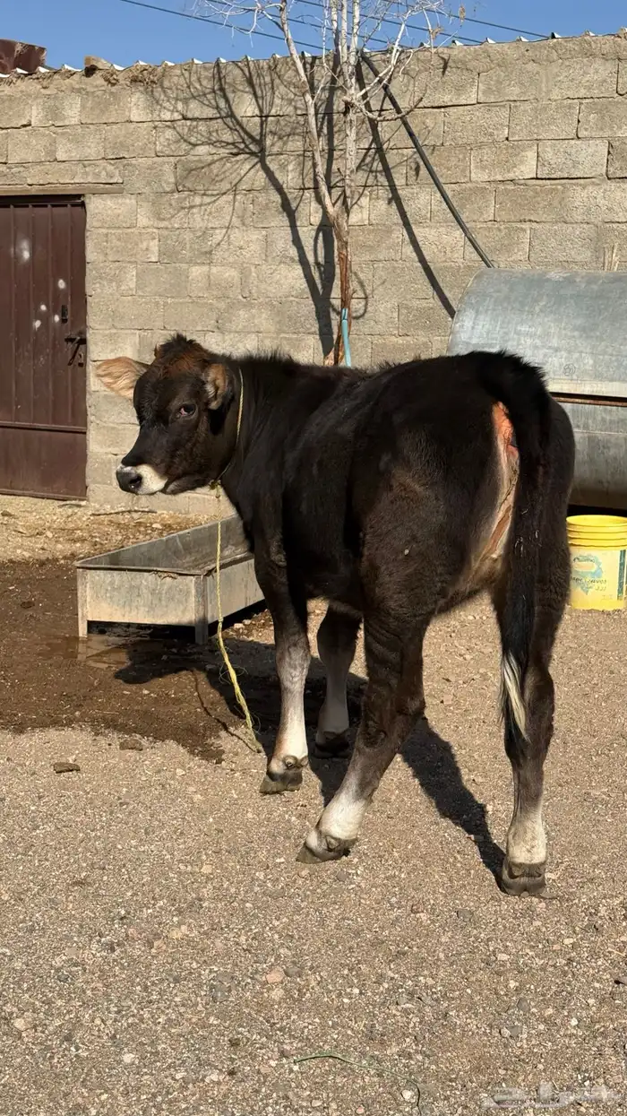 بقرة المانية للبيع 8