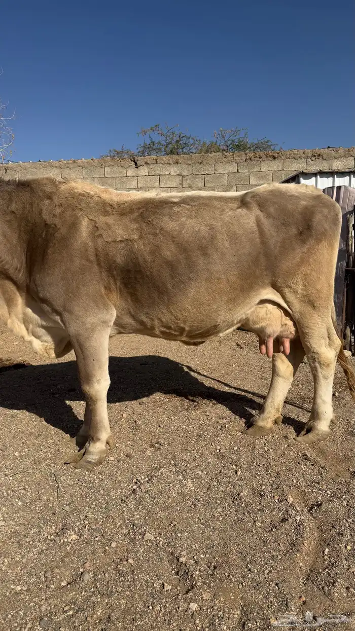 بقرة المانية للبيع 2
