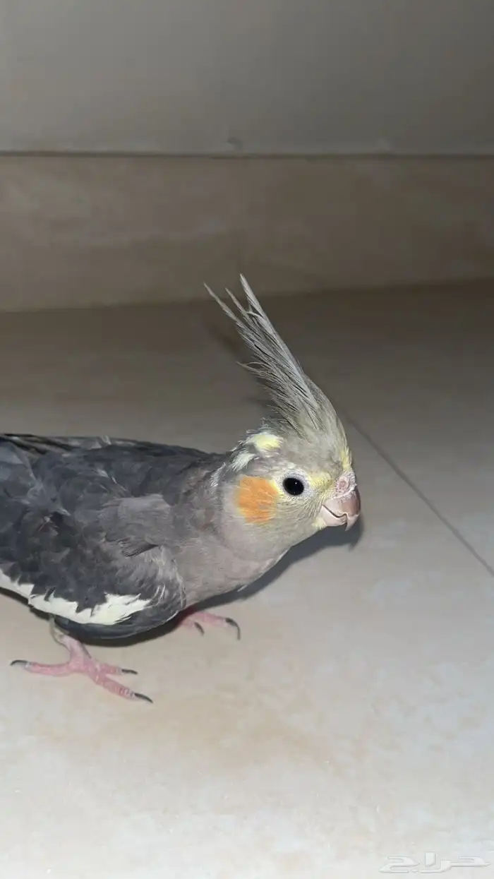 كروان انثى للانتاج 1