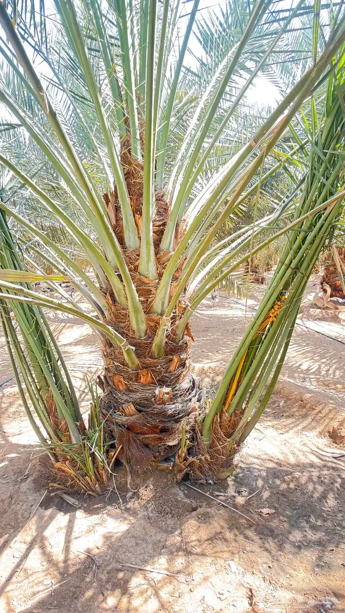 فسايل خلاص نجران 2