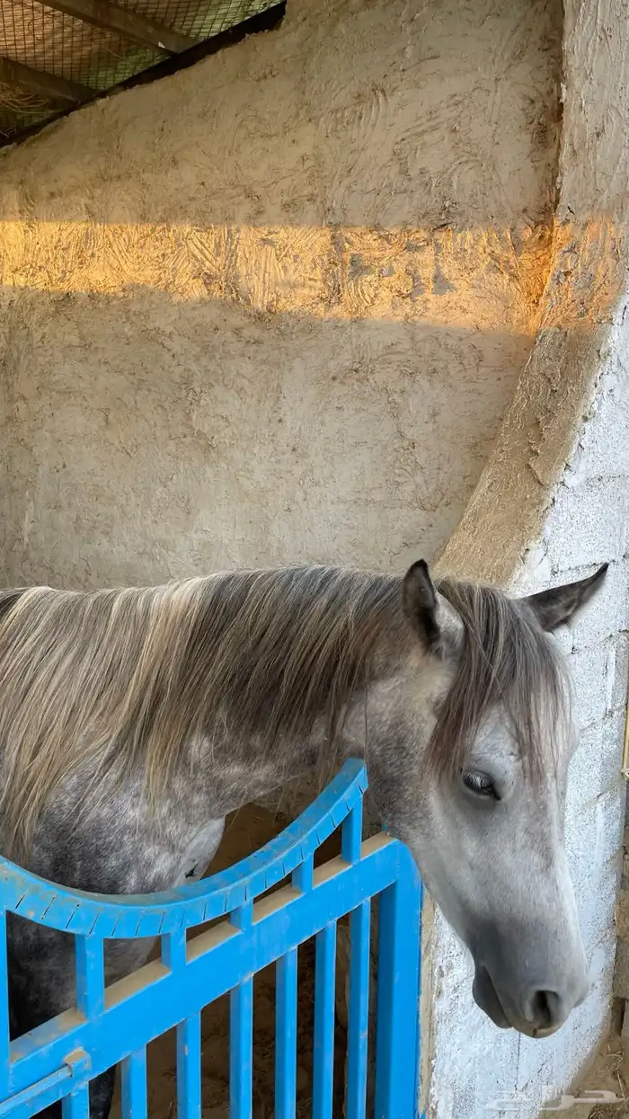 للبيع فحل عربي أصيل   نجم 5
