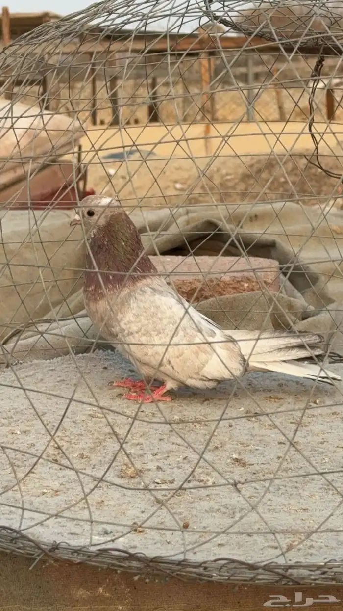 حمام قطيفي 2