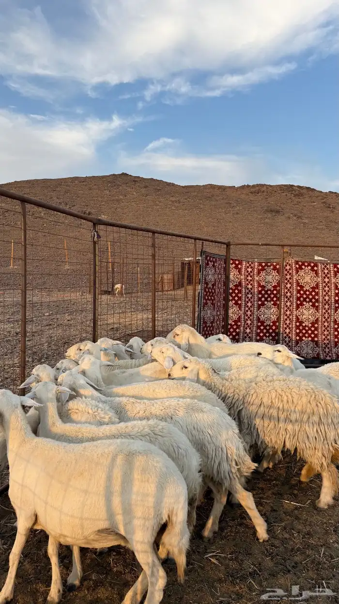 ضان حري مراح واحد بالفحل 0