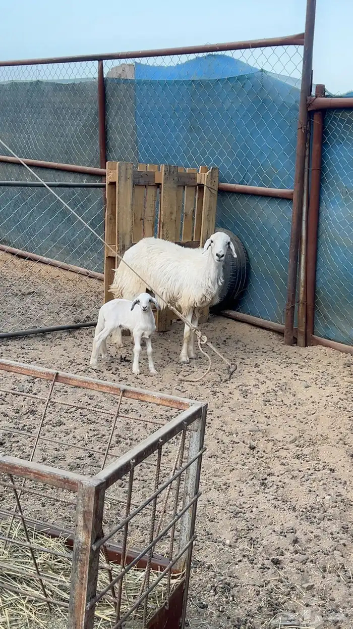 82 راس من ضأن شهران صنف الصنف شكلها قليل جدا  بفحلها صنف 4