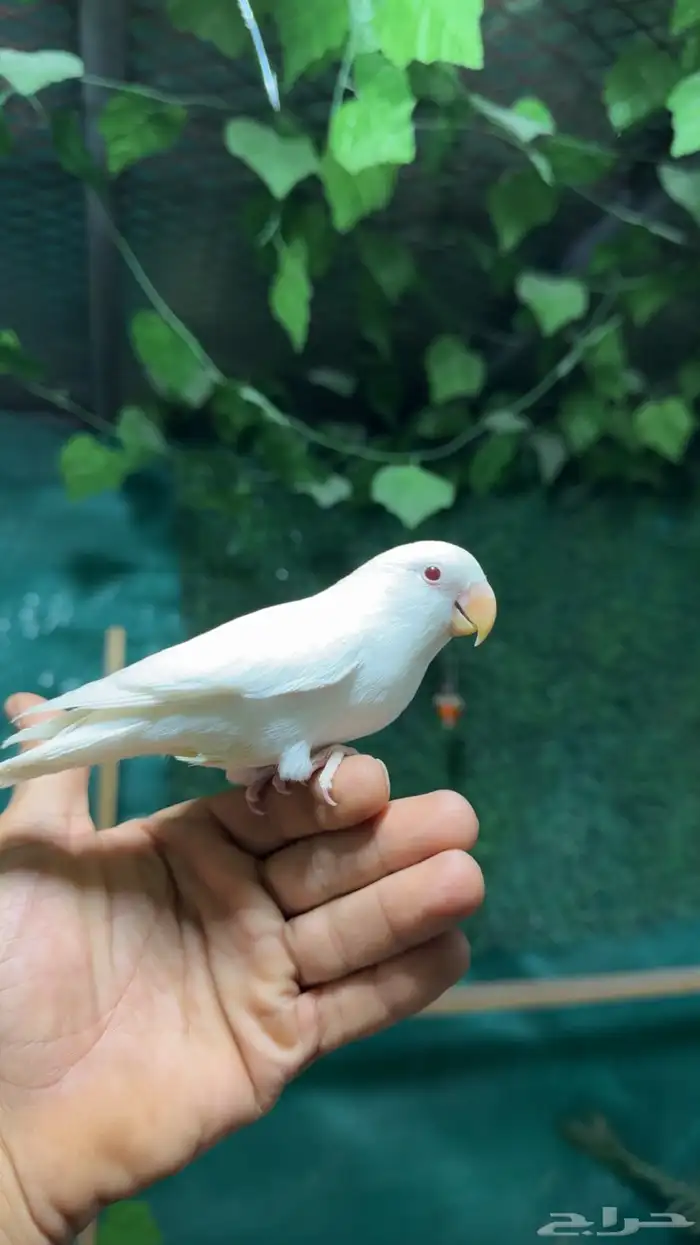 روز البينو اليف وهدد . تم البيع 1