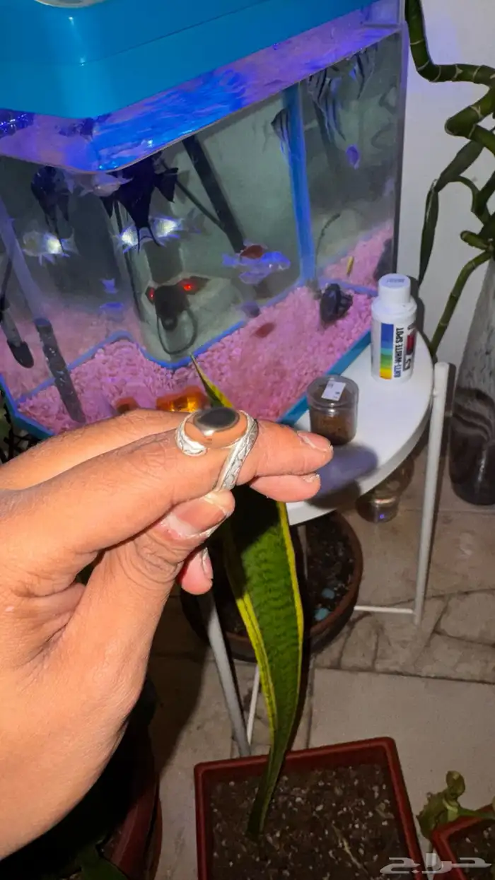 خاتم فضة عقيق يماني اصلي   صياغة عبد العزيز سلامه 0