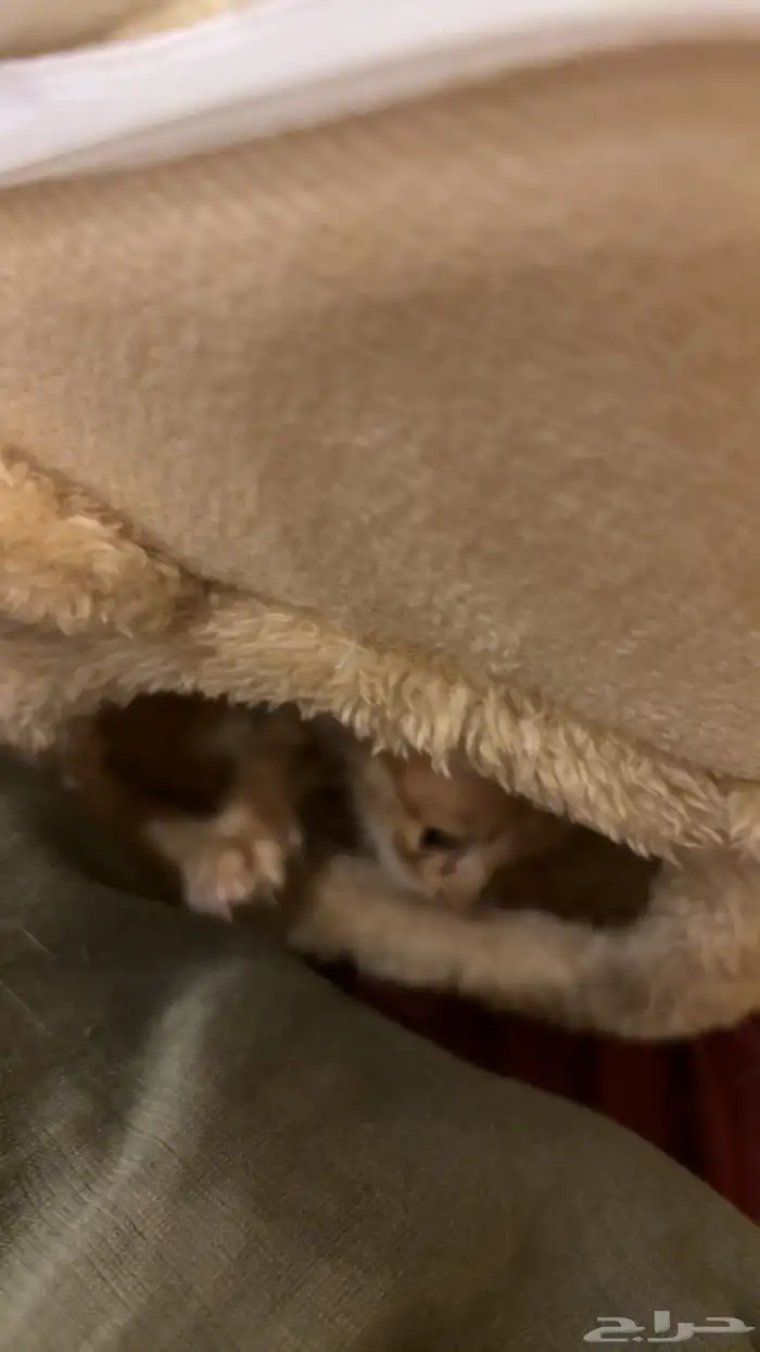 قط رضيع للتبني 3