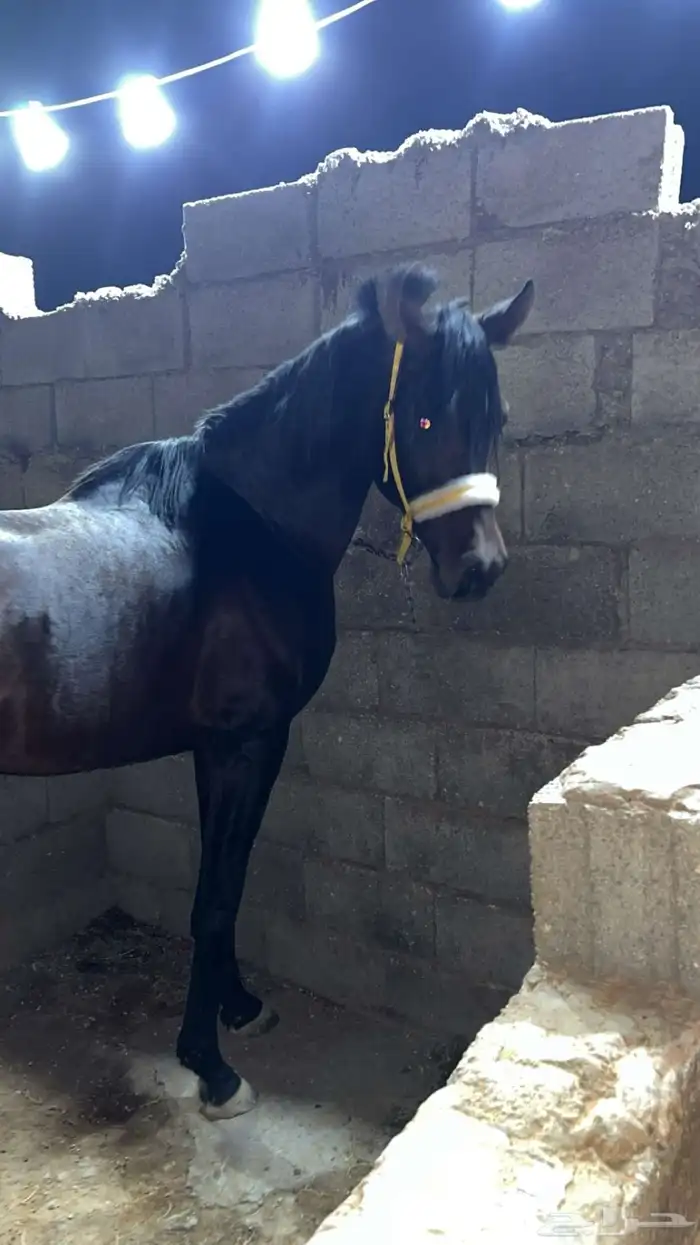 حصان البيع العمر سبع سنوات الطول 152 الحصان طرب حار 0
