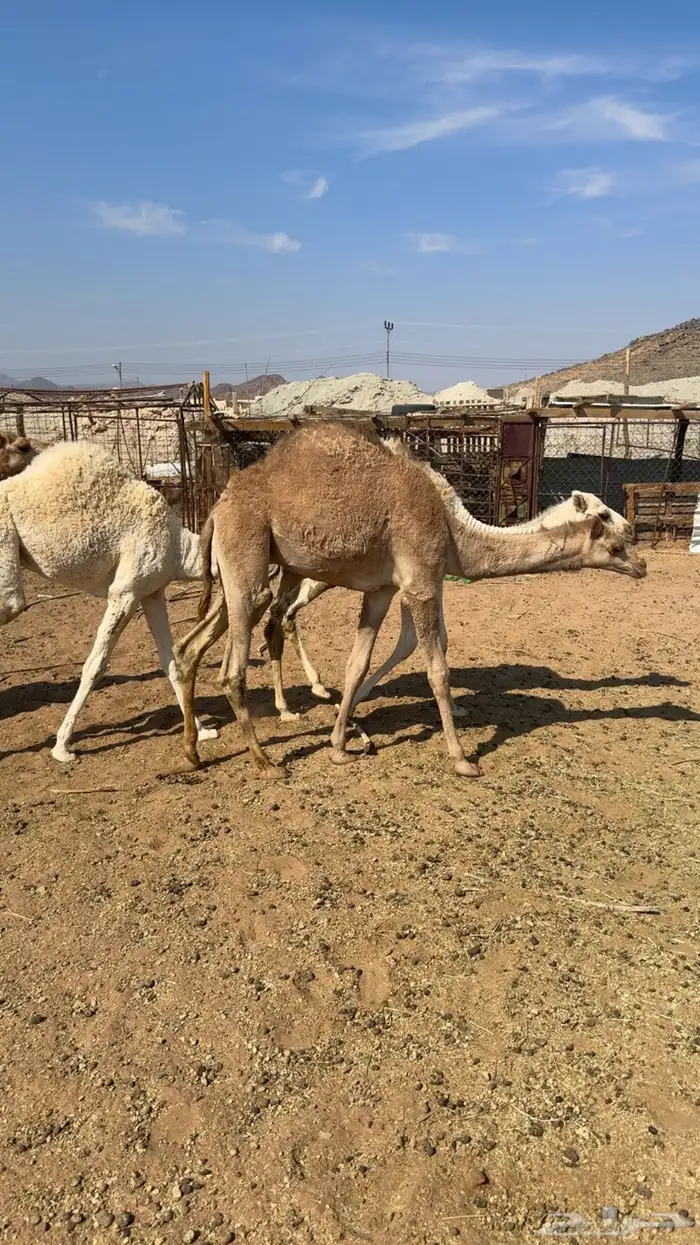 قعدان للبيع 2