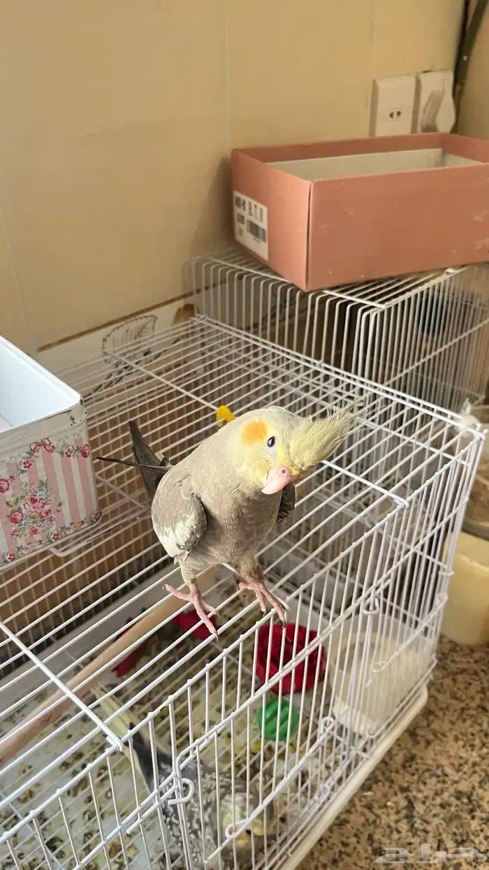 طيور كروان 1