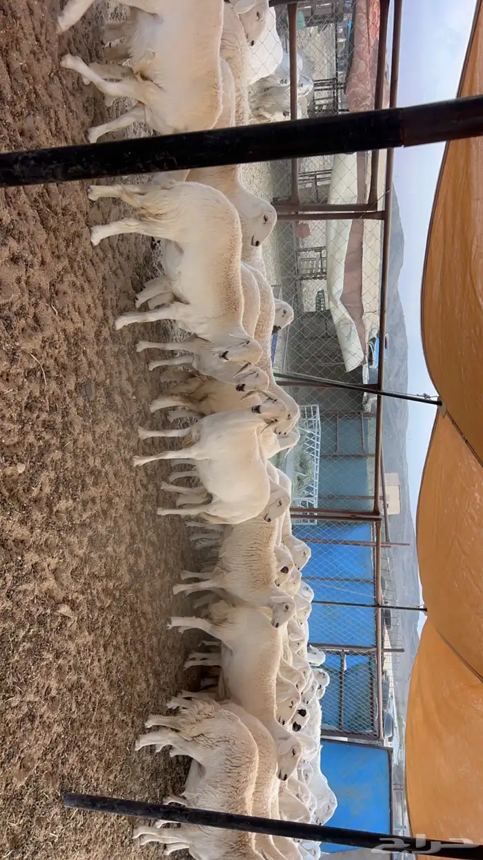 82 راس من ضأن شهران صنف الصنف شكلها قليل جدا  بفحلها صنف 5