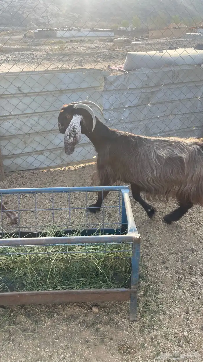 ماعز عوارض عدد2. دفيع شرط تووم شرط سونار 4