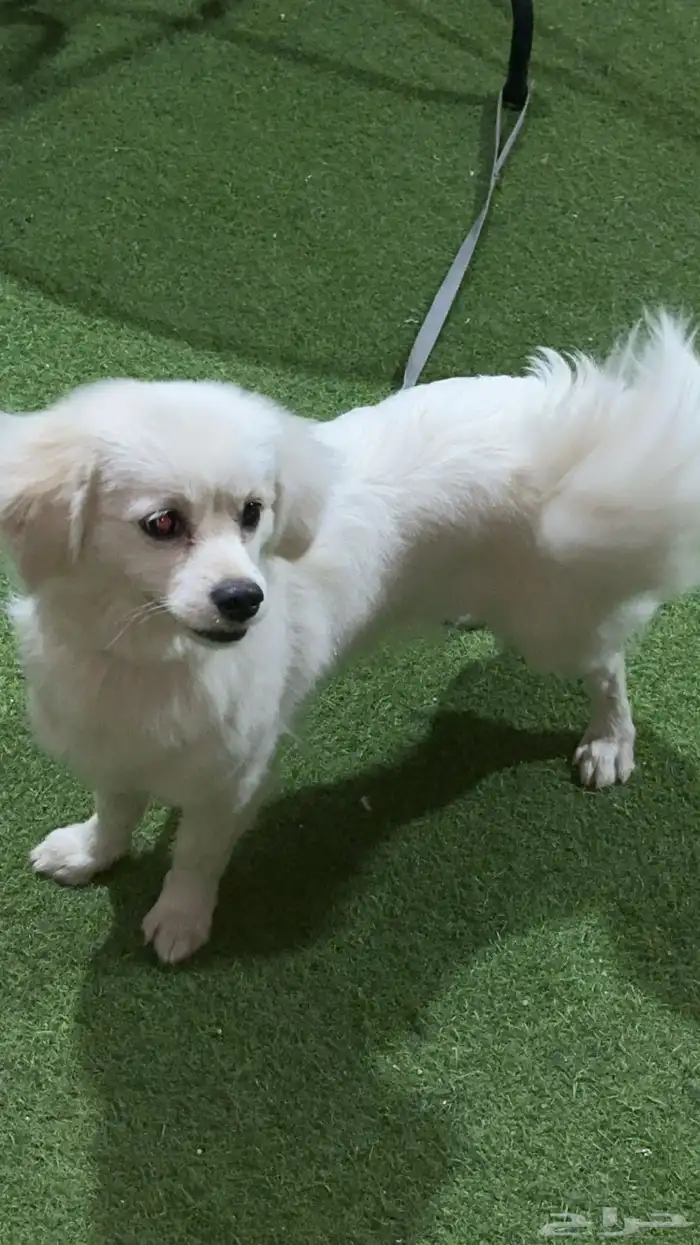 كلب شيواوا 2