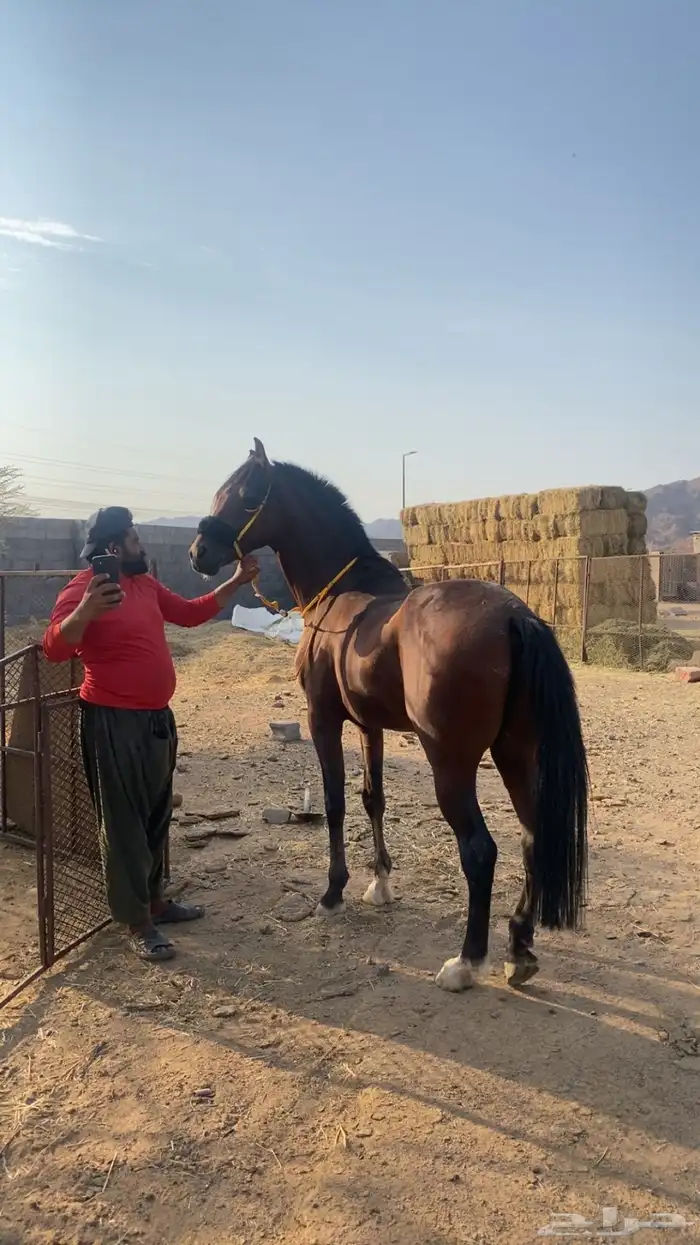 حصان جزيري شعبي 3