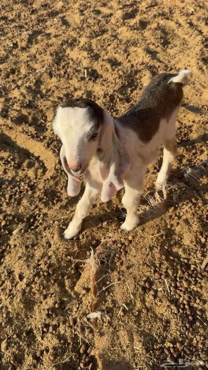 تيس داغور عمره يومين 2