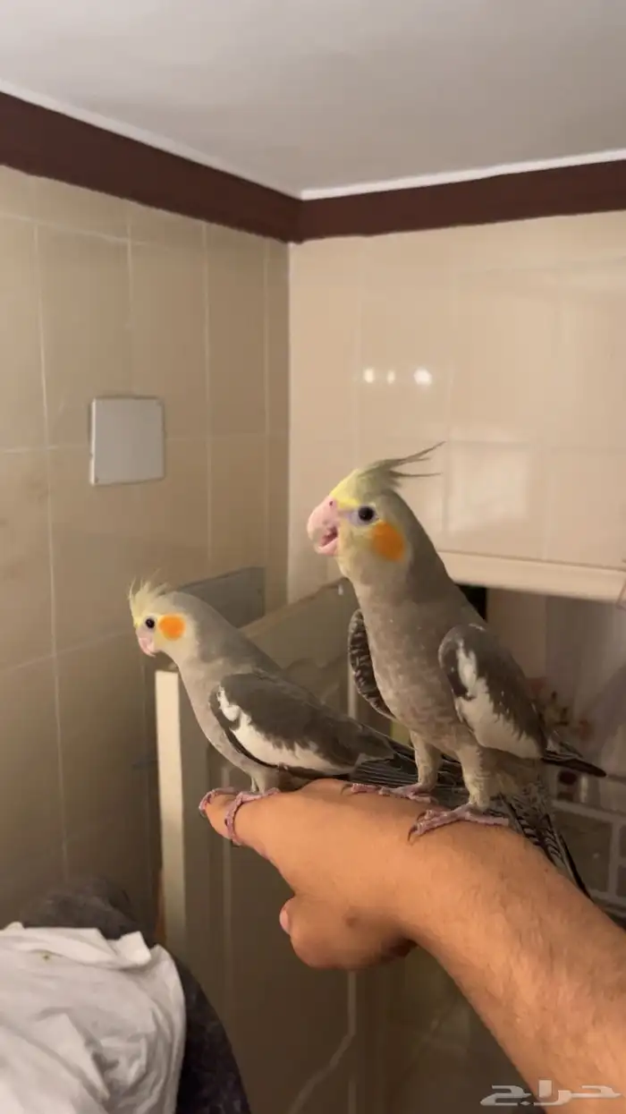 طيور كروان 0